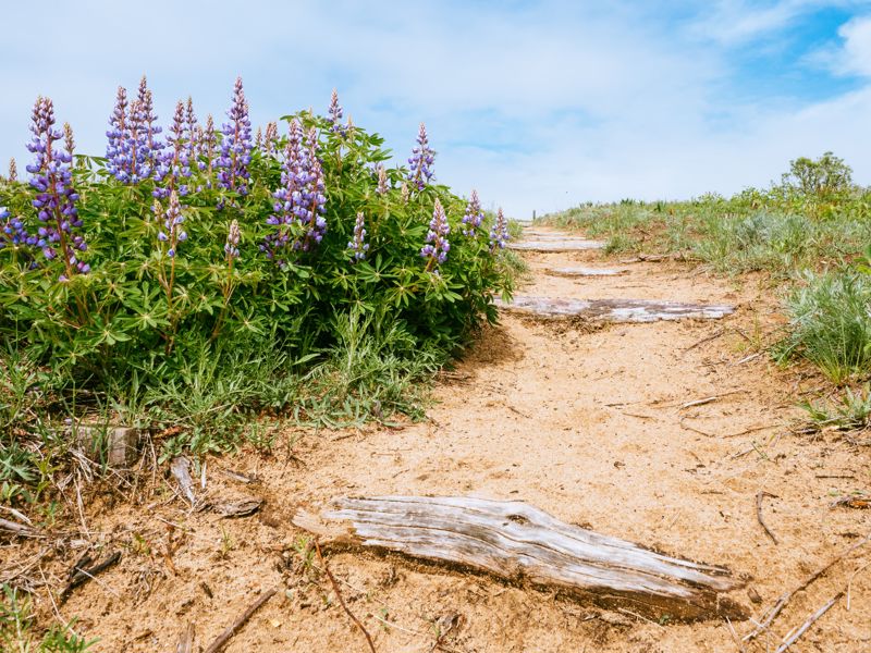 beach trail